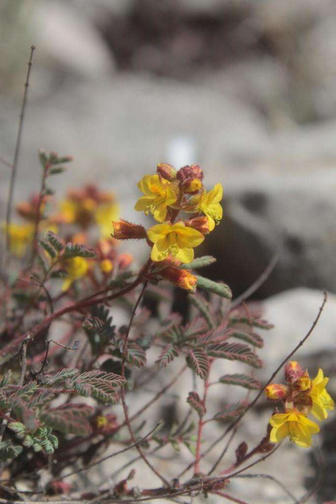 Image of Hoffmannseggia watsonii (Fisher) Rose