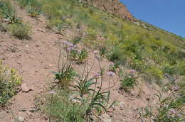 Image of Allium carolinianum Redouté