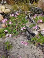 Image of Pelargonium alpinum Eckl. & Zeyh.