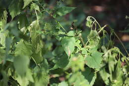 Image of Ophiomyia carolinensis Spencer 1986