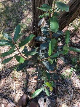 Image of Taiwanese photinia