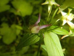 Image of American spurred gentian