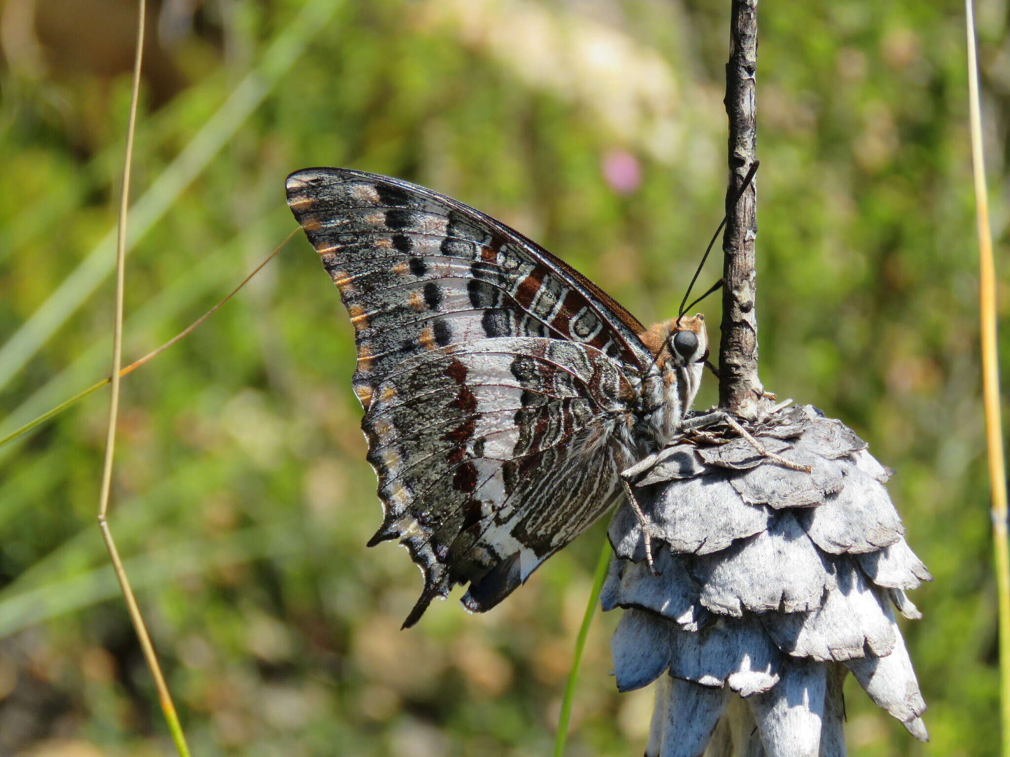 Imagem de Charaxes pelias