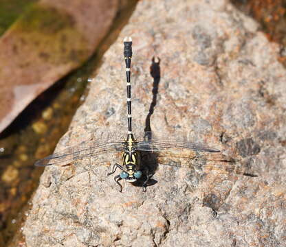 Image of Hemigomphus heteroclytus Selys 1854