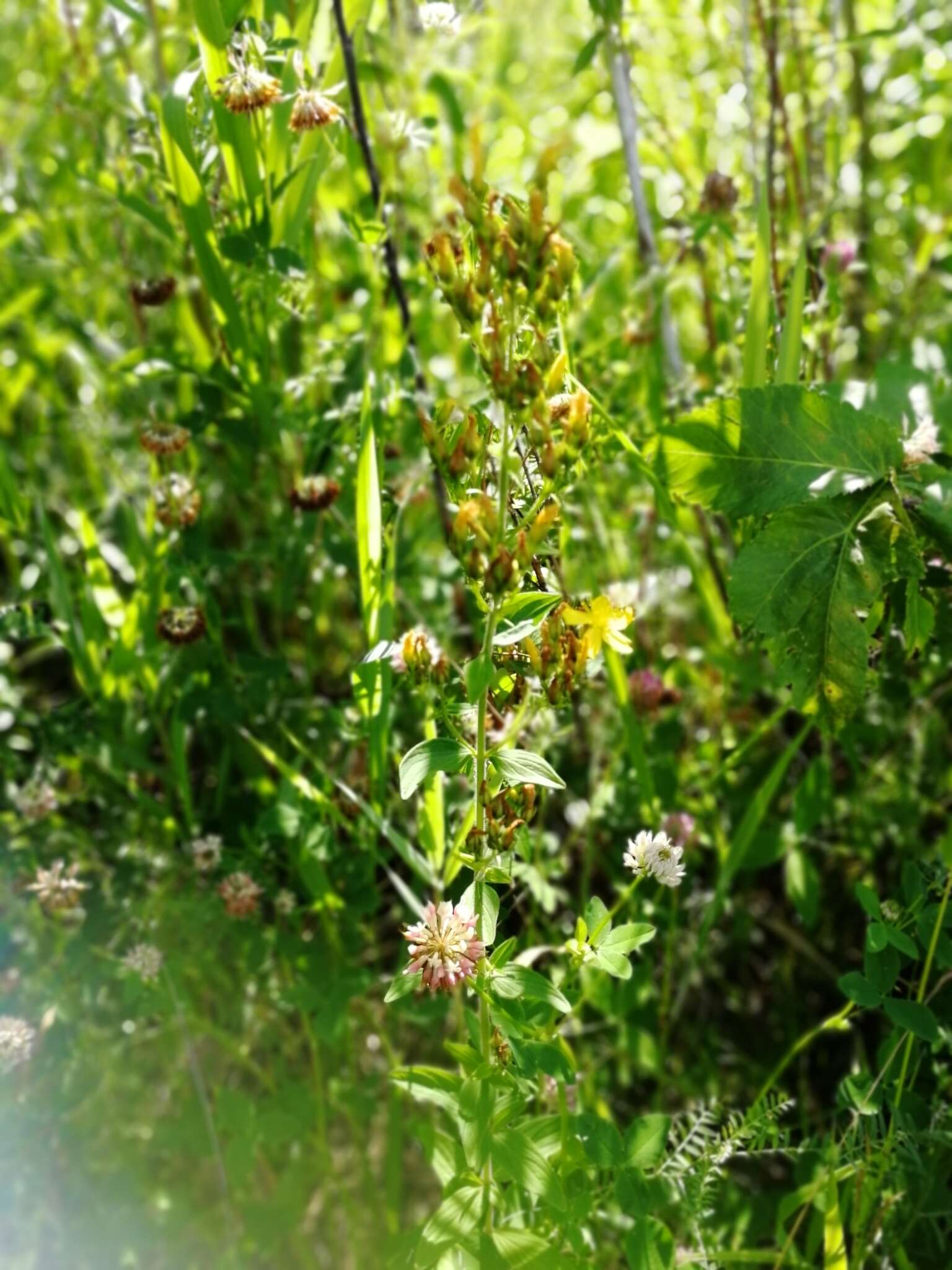 Image de Millepertuis herisse