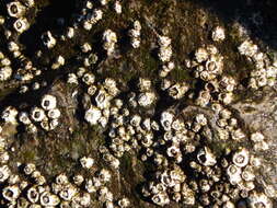 Image of Acorn barnacle