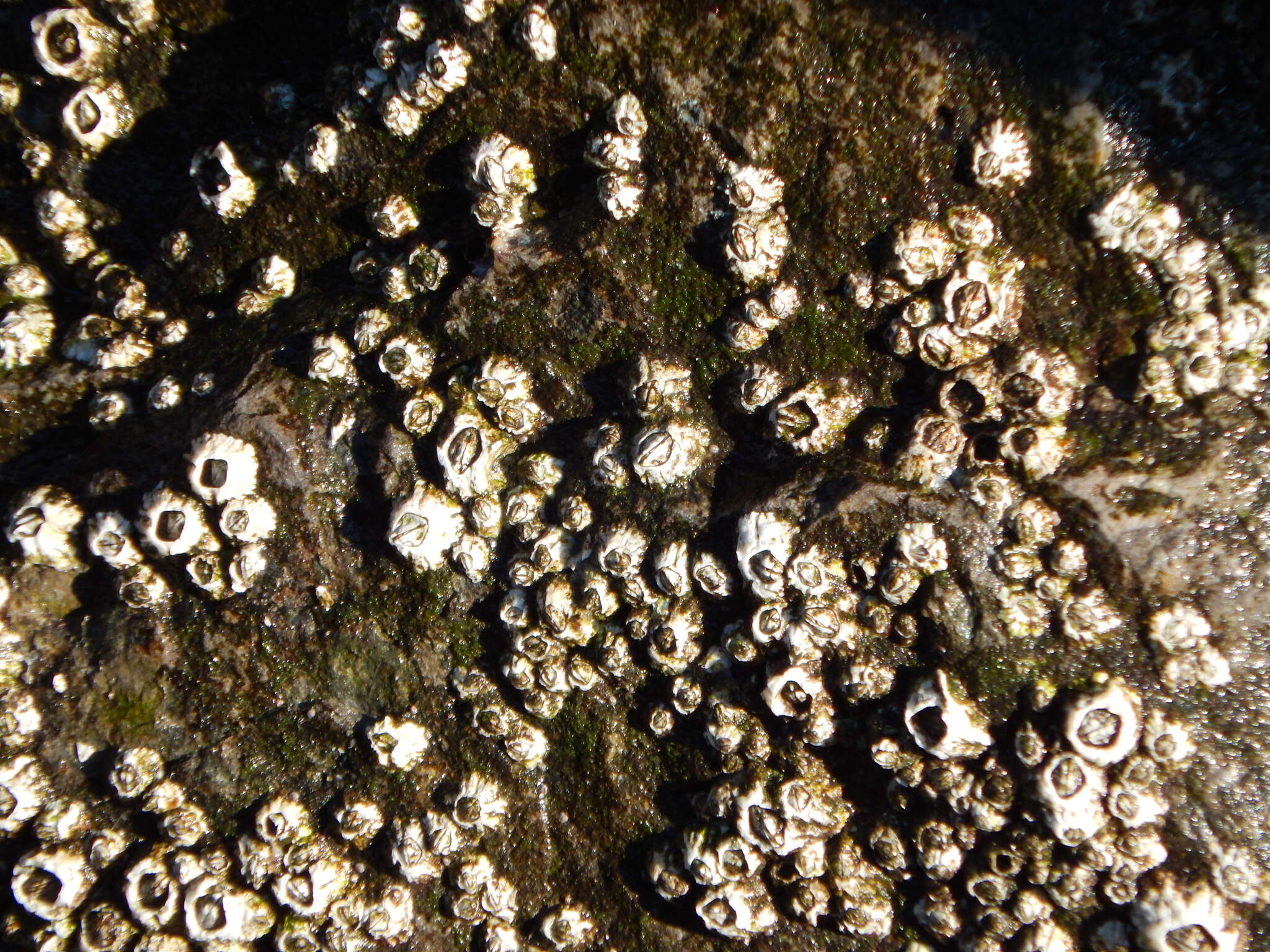 Image of Acorn barnacle