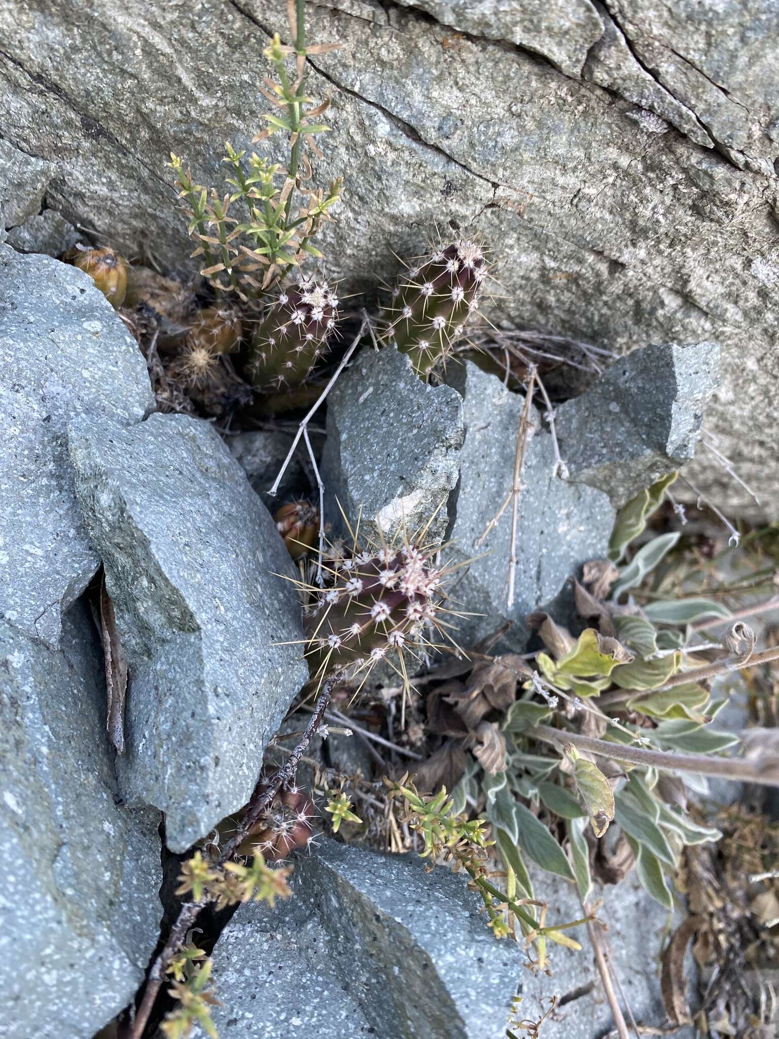 Imagem de Austrocactus spiniflorus (Phil.) F. Ritter