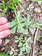 Imagem de Antennaria marginata Greene