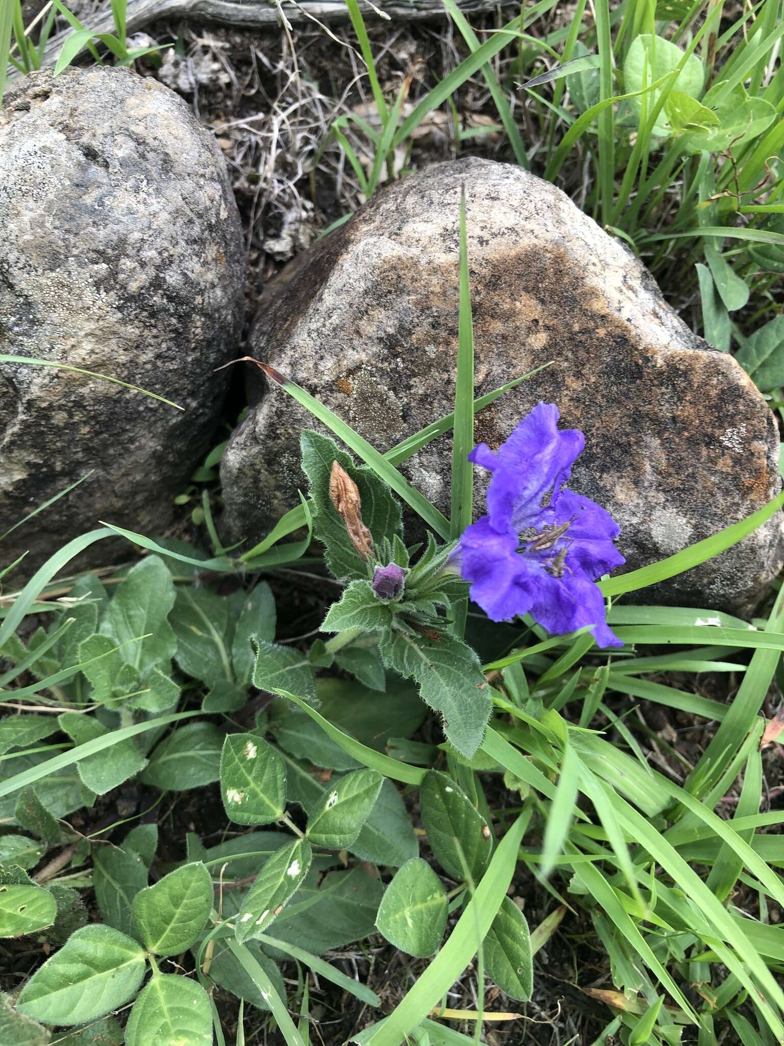 Plancia ëd Ruellia lactea Cav.