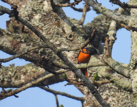 Image of Orange Minivet