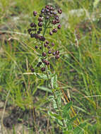 Image of Schizoglossum atropurpureum subsp. atropurpureum