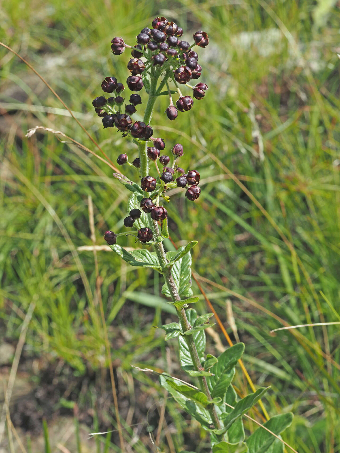 Image of Schizoglossum atropurpureum subsp. atropurpureum