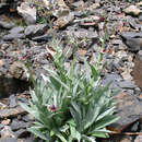 Image of Cynoglossum holosericeum Stev.