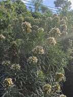 Image of Echium brevirame Sprague & Hutchinson