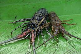 Image of Scalloped Spiny Lobster