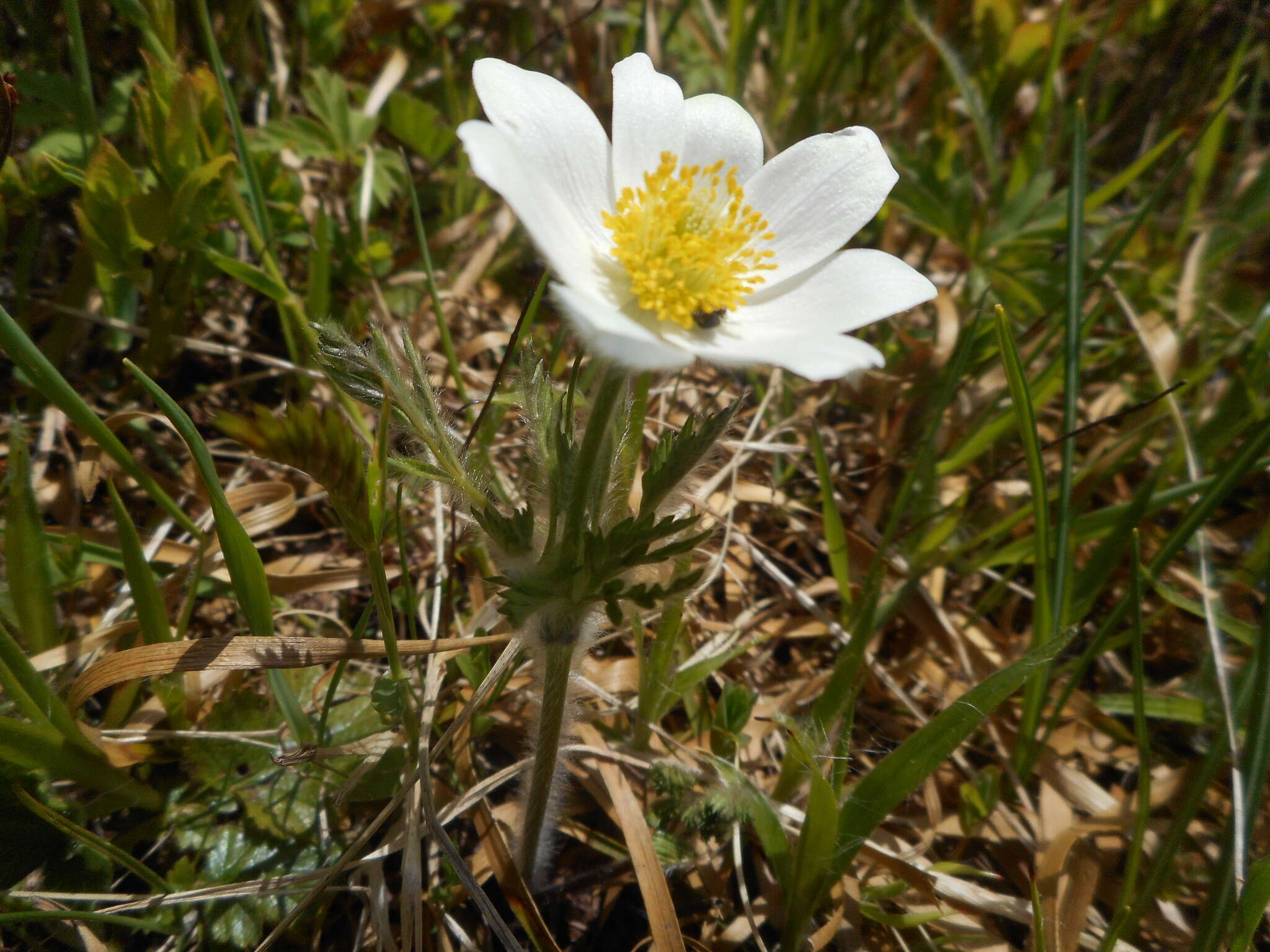 Image de Pulsatilla alpina subsp. millefoliata (Bertol.) D. M. Moser