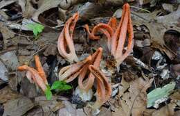 Image of stinkhorn