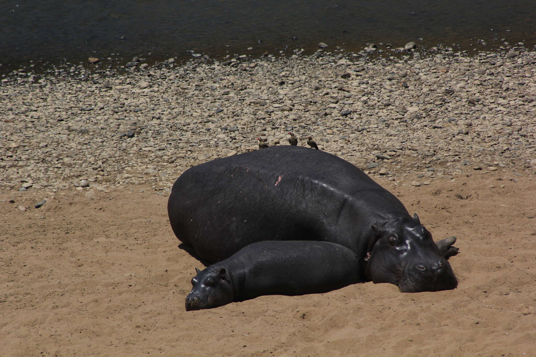 Image of Common Hippopotamus