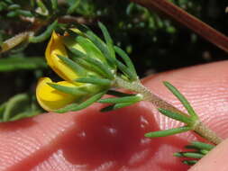 Слика од Aspalathus juniperina subsp. juniperina