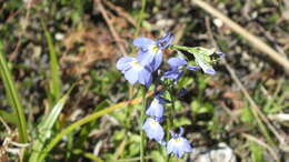 Image of Berlandier's Lobelia