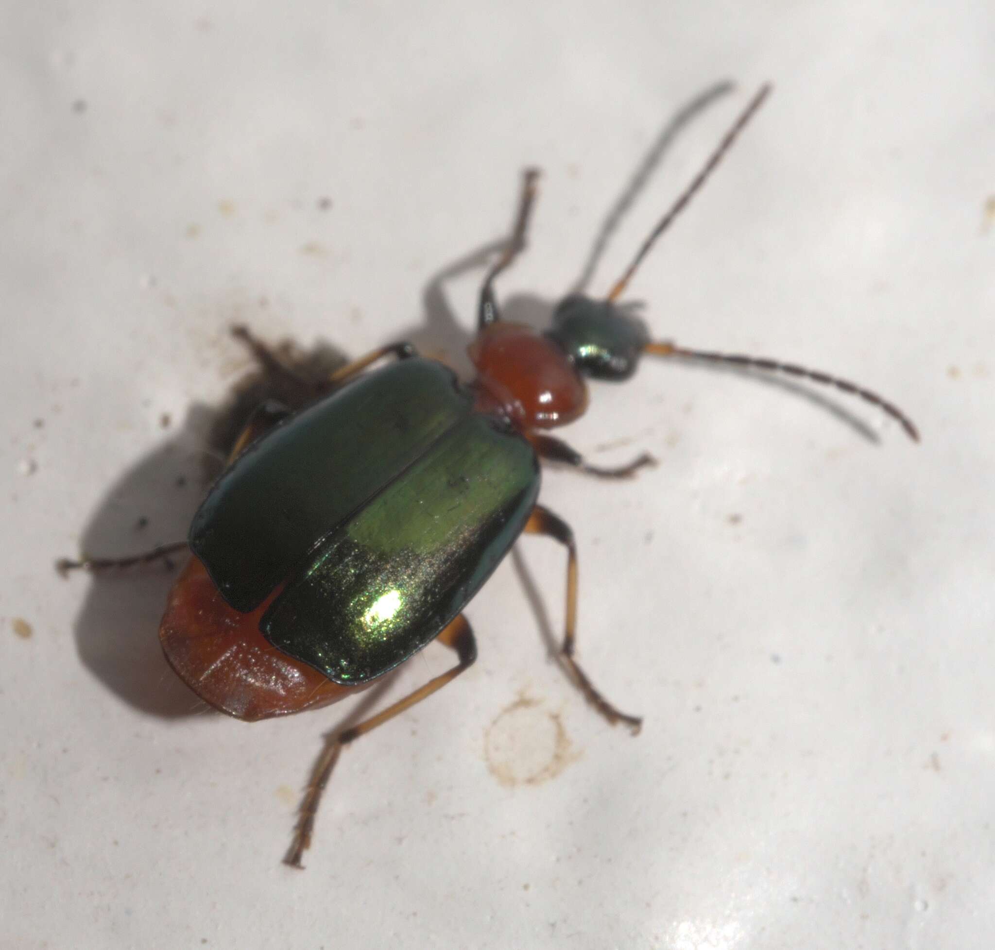 Image of Green-winged Lebia