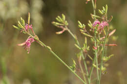 Imagem de Oenothera gaura W. L. Wagner & Hoch