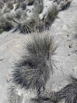 Plancia ëd Festuca chrysophylla Phil.