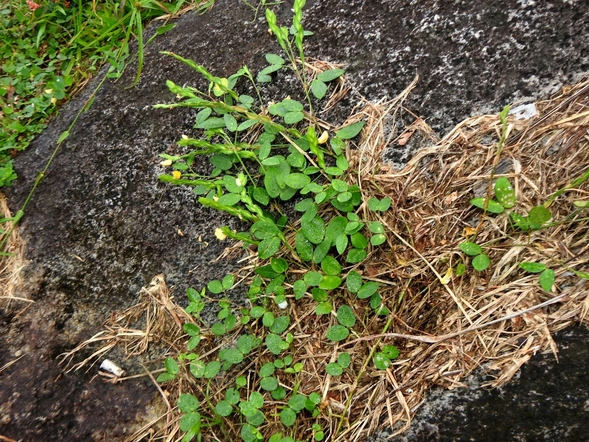 Plancia ëd Zornia latifolia Sm.