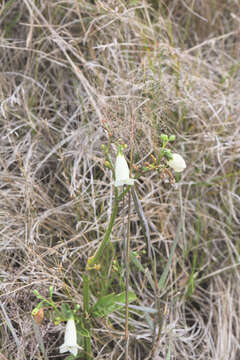 صورة Chelonanthus alatus Standl.