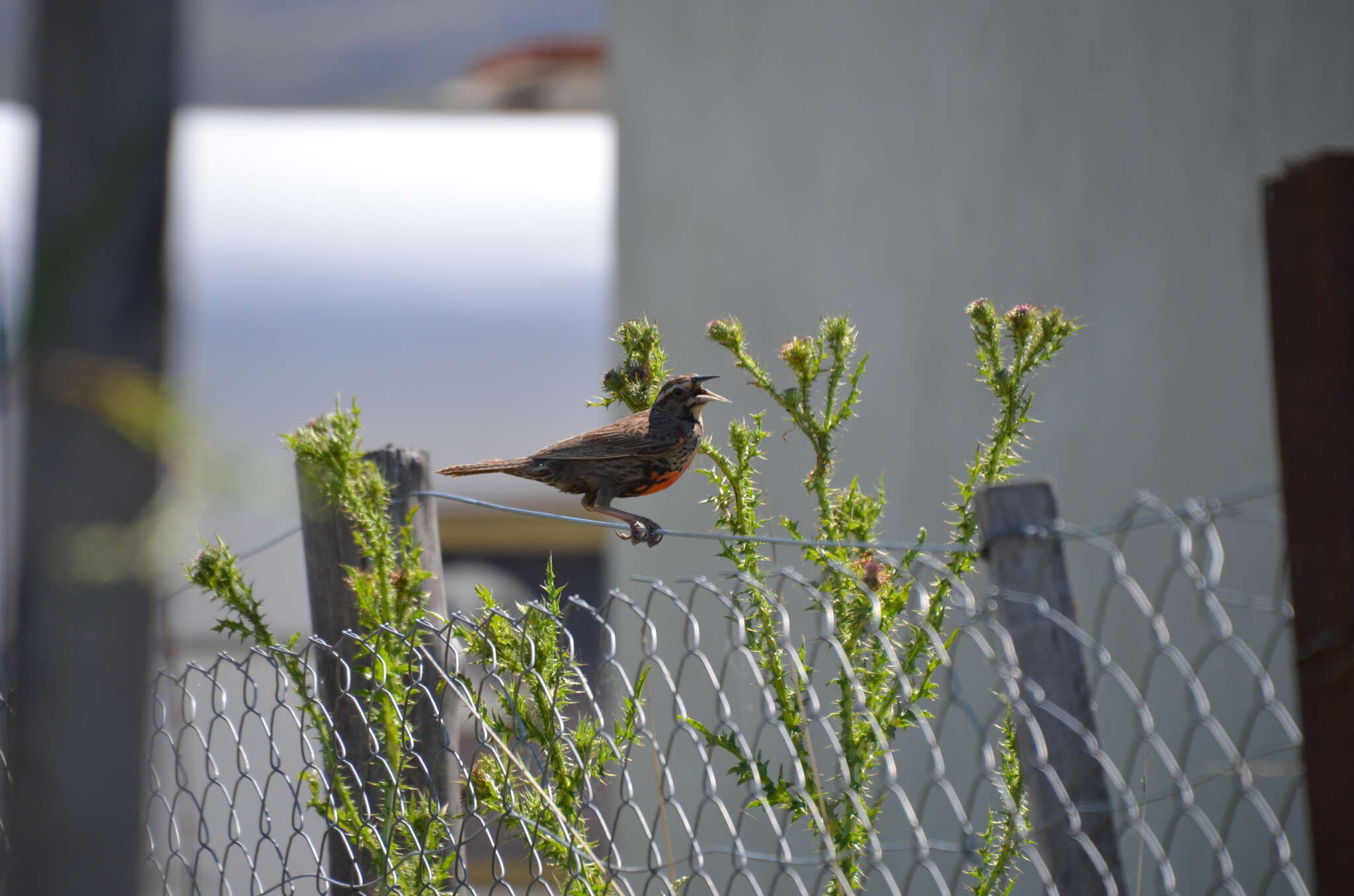 Image of Pampas Meadowlark