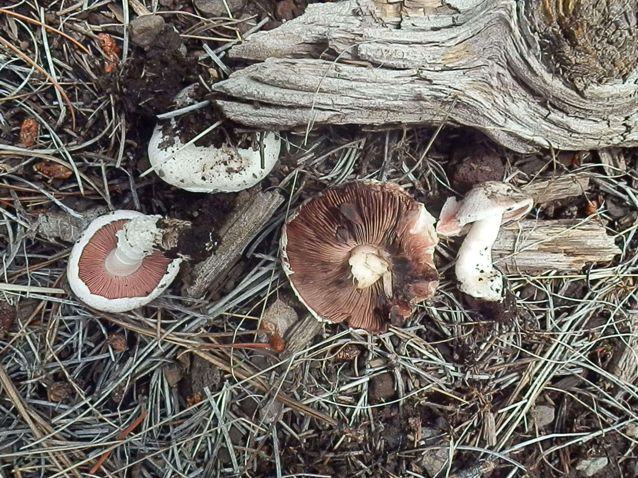 Image of Agaricus porphyrocephalus F. H. Møller 1952