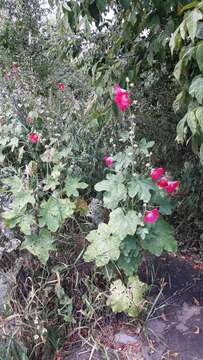 Image of hollyhock