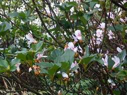 Image of Rhododendron mariesii Hemsl. & E. H. Wilson