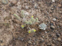 Слика од Arnebia hispidissima (Lehm.) DC.