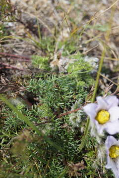 صورة Pulsatilla tenuiloba (Hayek) Juzepczuk