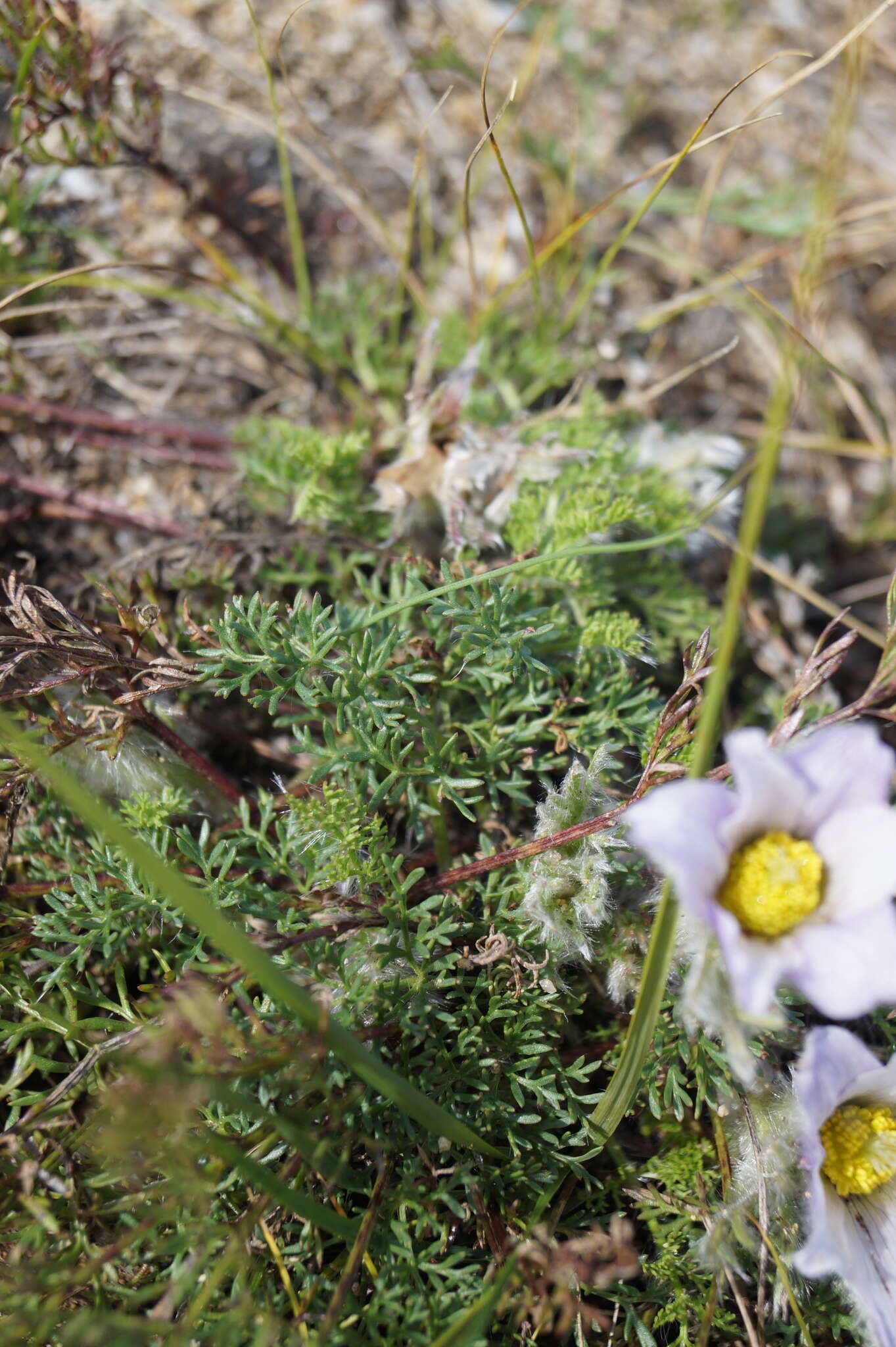 صورة Pulsatilla tenuiloba (Hayek) Juzepczuk