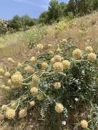 Imagem de Astragalus echinops Aucher ex Boiss.