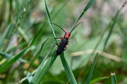 Слика од Phytoecia (Musaria) puncticollis Faldermann 1837