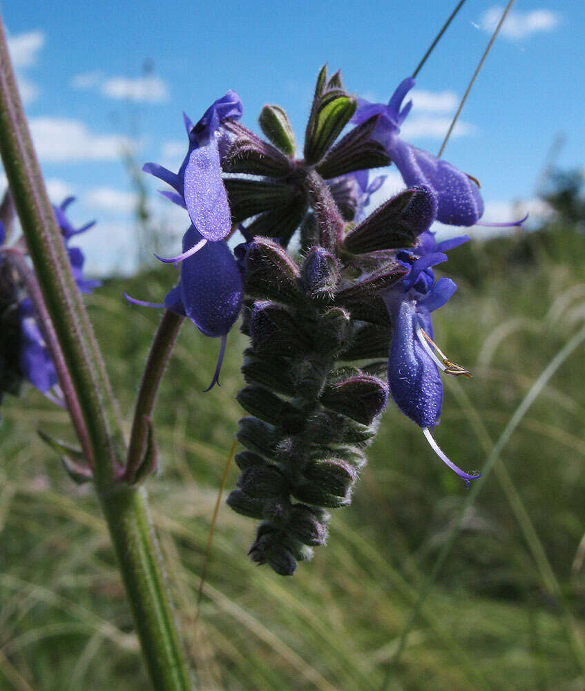 Sivun Salvia nutans L. kuva