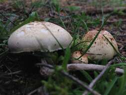 Image of Agaricus kerriganii L. A. Parra, B. Rodr., A. Caball., M. Martín-Calvo & Callac 2013