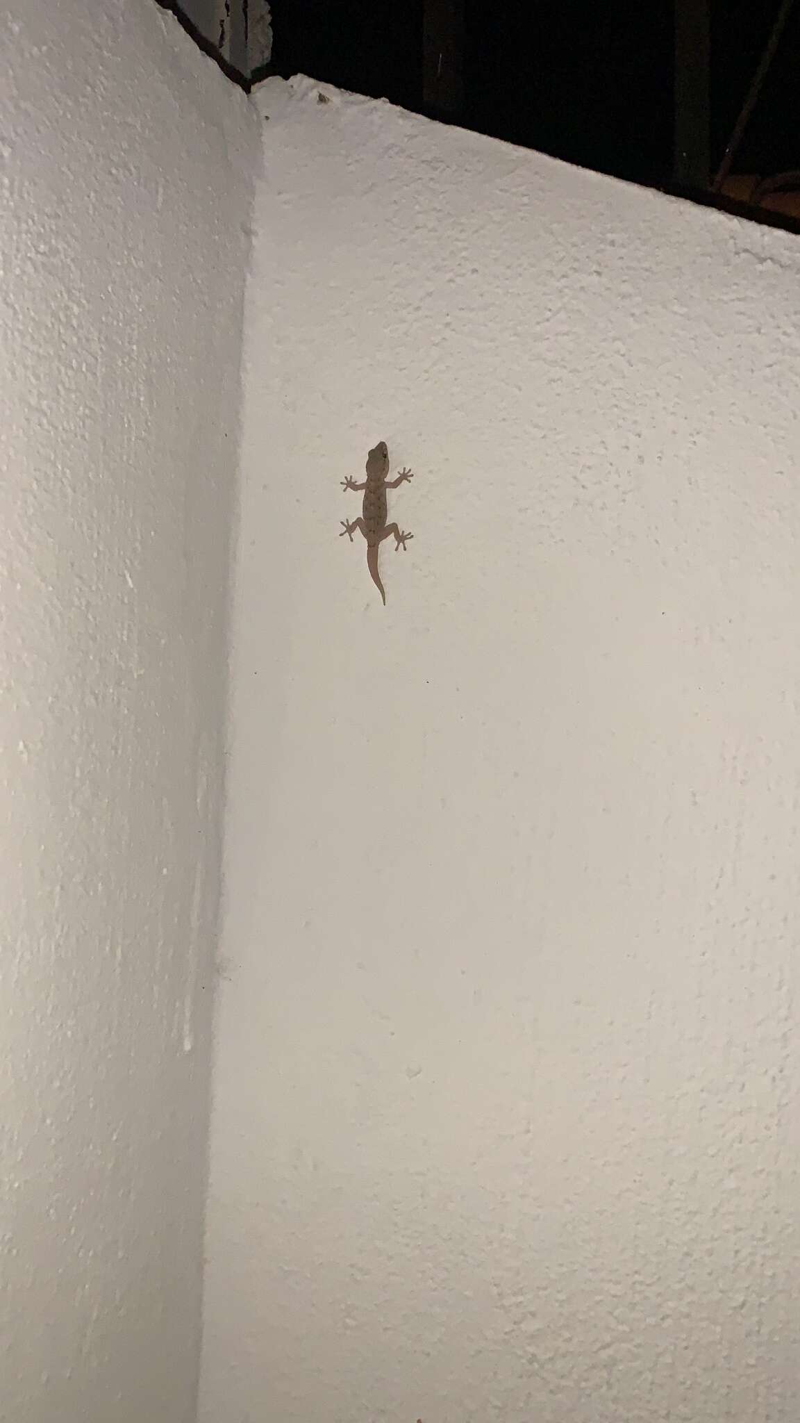 Image of Tenerife Gecko