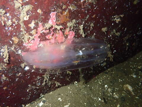 Image of short-lobed comb jelly