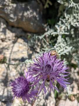 Image of Velvet Centaurea