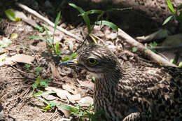 Image de Burhinus capensis capensis (Lichtenstein & Mhk 1823)