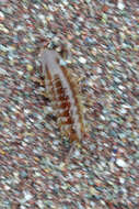 Image of Baltic isopod