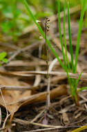 Image of Mouse-ear Cress