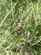 Image of Allium macrostemon Bunge