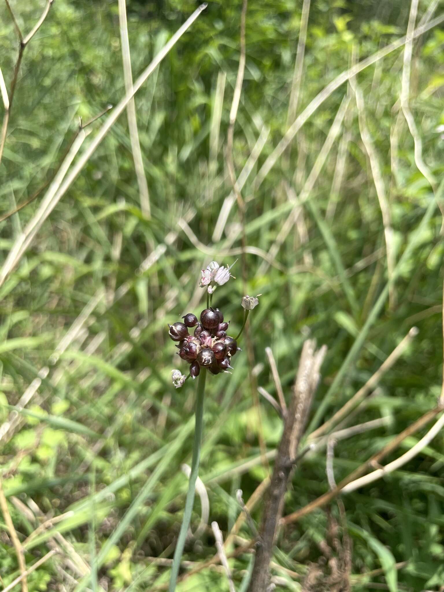 Image of Allium macrostemon Bunge