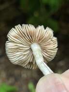 Sivun Entoloma abbreviatipes (Largent) Noordel. & Co-David 2009 kuva